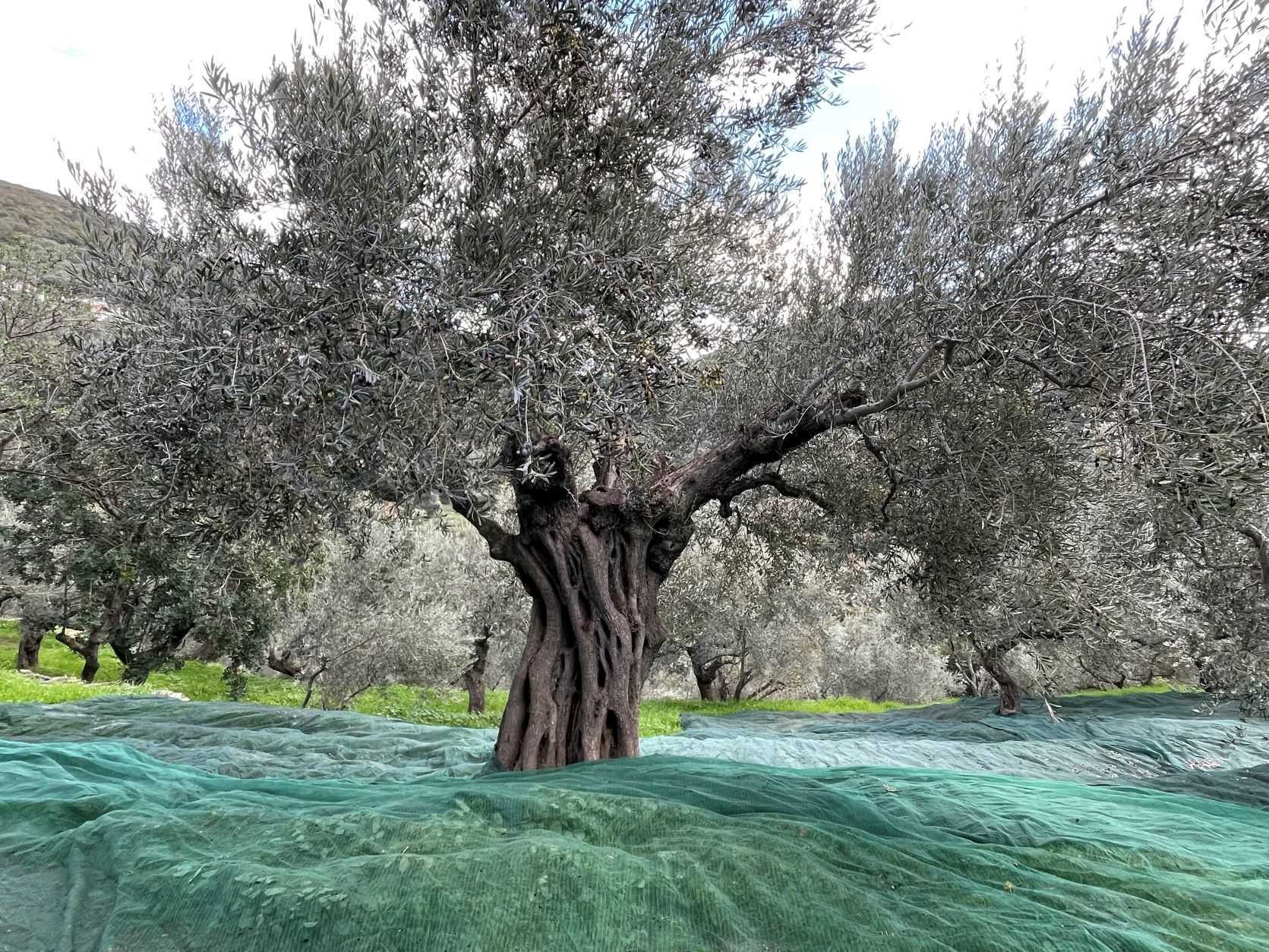 The Olive tree will always be here
